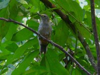 Yucatan-Woodpecker